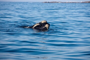 Obraz premium Southern Right Whale, eubalaena australis, Head of Adult emerging from Sea, Ocean Near Hermanus in South Africa