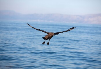 Antarctic Skua, catharacta antarctica, Adult in Flight, False Bay in South Africa