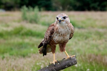 Long-Legged Buzzard, buteo rufinus, Adult standing on Post