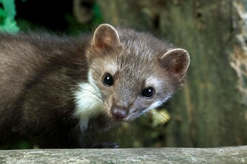 Stone Marten or Beech Marten, martes foina, Portrait of Adult, Normandy