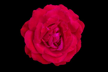 Fototapeta premium Czerwona róża na białym tle na czarnym tle.