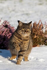 Brown Tabby Domestic Cat, Female standing on Snow, Normandy