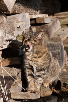 Brown Tabby Domestic Cat, Female Licking its Nose, Normandy