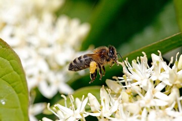 Honey Bee, apis mellifera, Adult in Flight, Flying to Flower with Pollen Baskets, Normandy