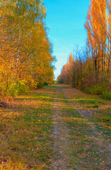 Fototapeta premium Country road in the autumn forest in sunny day