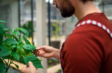 Obraz premium Unrecognizable mature man gardener working in greenhouse.