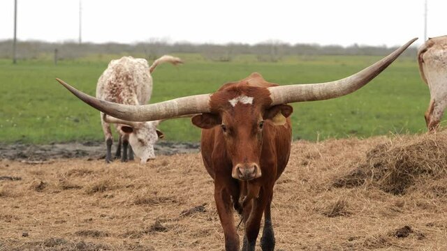Brown Texas Longhorn beef cattle cow in the pasture, walking toward the camera, with other livestock in the background.