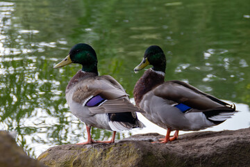 Two male Mallard ducks turn their heads to one side