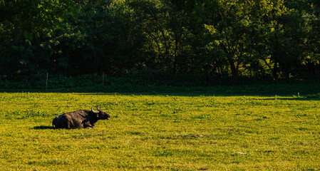 hungarian bull grazin in green meadow