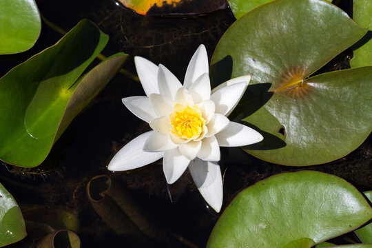 Top down view on Nymphaea hybride Hermine. White,
water lily.