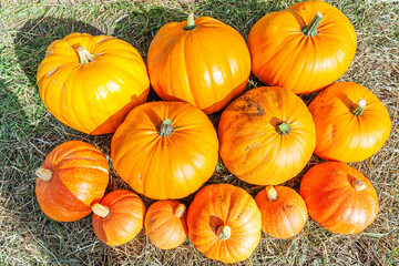 Natural autumn fall view pumpkin on eco farm background. Inspirational october or september wallpaper. Change of seasons, ripe organic food concept. Halloween party Thanksgiving day.