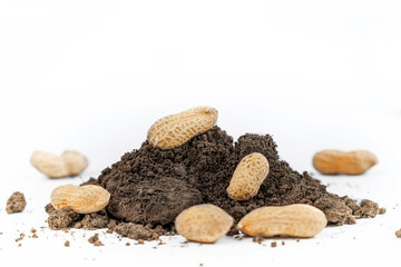 Peanut grain in the skin on the ground. White background