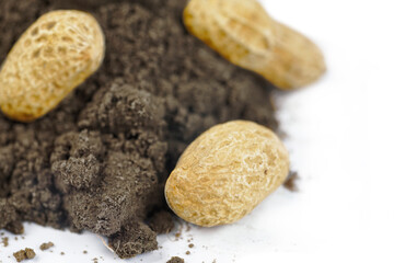 Peanut grain in the skin on the ground. White background