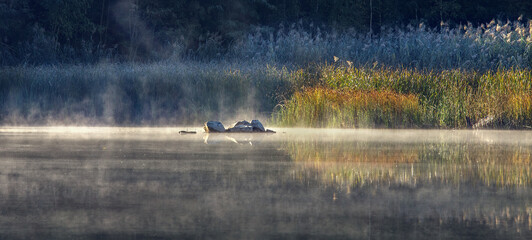 Cold frosty dawn in the swamp, the first rays of the sun. Skeletons of dead trees.