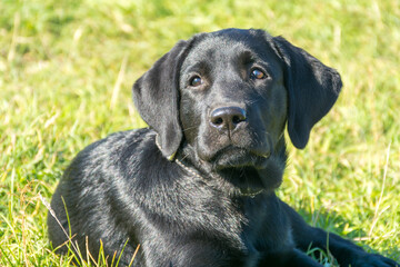 black Labrador puppy lying on the green grass