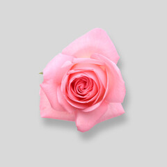 Top View Rose Mockup
