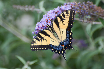 A yellow Eastern Tiger Swallowtail (Papilio glaucus) butterfly female drinks nectar from a purple Butterfly Bush in Manhattan's Hudson River Park