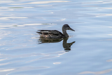 duck on the water