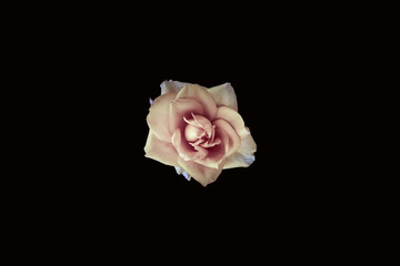 cl;ose up of an rose