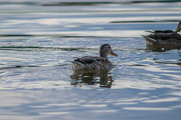 duck on the water