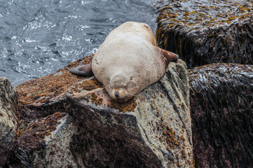 Steller's Sea Lion (Eumetopias jubatus) at hauling-out, Chowiet Island, Semidi Islands, Alaska, USA