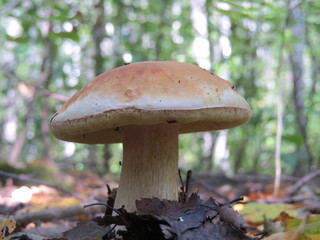 boletus edulis mushroom