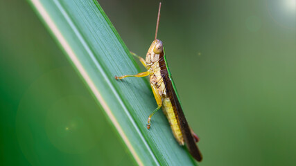 green and yellow grasshopper climbing a blade of grass, macro photo. Small insect with long antennas and powerful legs for jump, nature photo in the tropical forest of Koh Lanta, Thailand. 