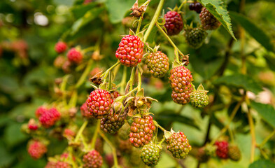 unripe Blackberry growing in August