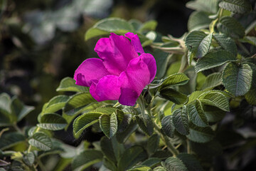 pink rose in the garden