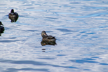 duck on the water
