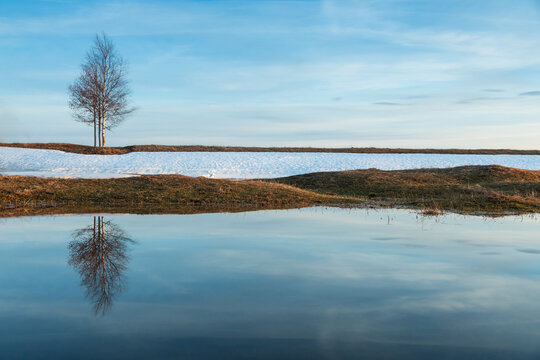 Flooded trees and frozen water in the floodplain of the river at the thaws. © Сергей Чирков