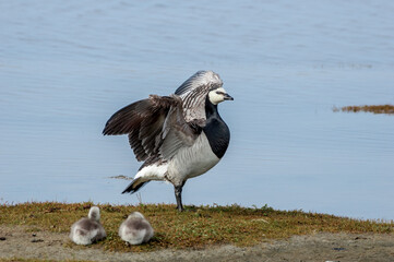 Barnacle Goose (Branta leucopsis) with goslings. Barents Sea coastal area, Russia