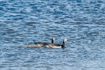Barnacle Gееse (Branta leucopsis) with goslings. Barents Sea coastal area, Russia