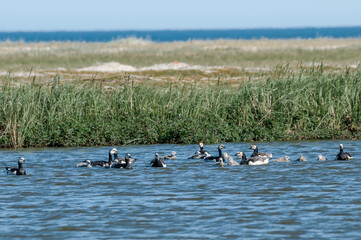 Barnacle Gееse (Branta leucopsis) with goslings. Barents Sea coastal area, Russia