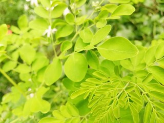 green apples on tree