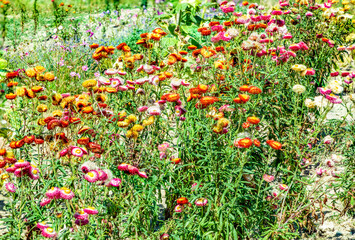 colorful blooming flower meadow with scattered flowers