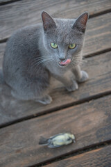 Domestic Russian Blue female cat has caught a bird, titmouse, at the house balcony, and licking with her tongue, details