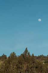 vertical view of the blue sky with the moon and a forest 