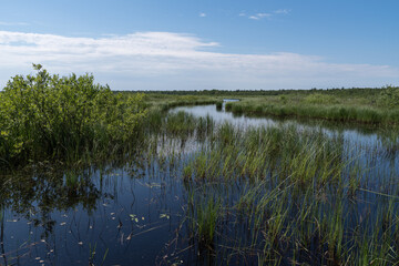 Panorama of Kokkorevo swamp. Natural reserve Kokkorevskey, Ladoga lake shore, Leningrad region, Russia