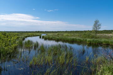 Panorama of Kokkorevo swamp. Natural reserve Kokkorevskey, Ladoga lake shore, Leningrad region, Russia