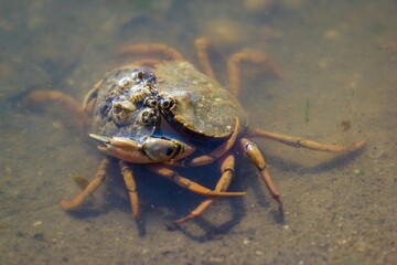 Two Green Shore Crabs are wrestling in shallow water