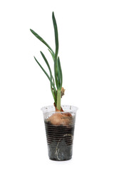 Growing onion in a transparent pot