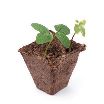 Fresh Sprout And Wilted Sprout In Peat Pot