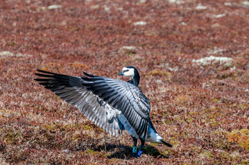 Barnacle Goose (Branta leucopsis) in Barents Sea coastal area, Russia