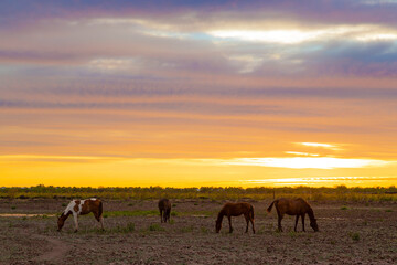 Fototapeta na wymiar herd un sunset