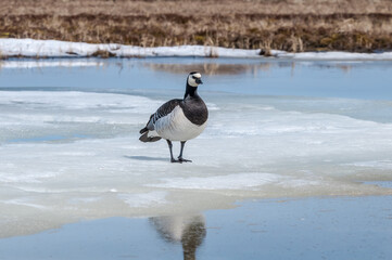 Fototapeta premium Barnacle Goose (Branta leucopsis) in Barents Sea coastal area, Russia