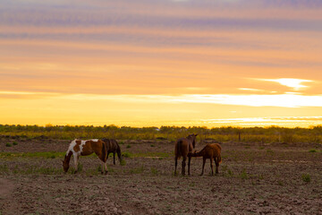 Fototapeta na wymiar sunset and horses