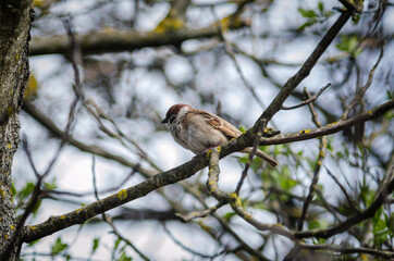 Sparrow on a branch of an Apple tree