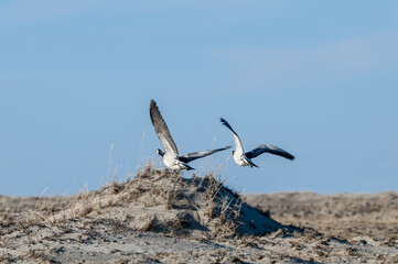 Barnacle Goose (Branta leucopsis) in Barents Sea coastal area, Russia