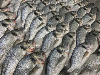 Raw fresh gilt-head bream fish on mediterranean market counter